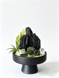one-of-one crystal garden with black tourmaline, deep green epidote, clear quartz, air plant; front view on pure white background.
