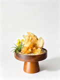 one-of-one crystal garden with golden citrine cluster, air plant; front view on pure white background.
